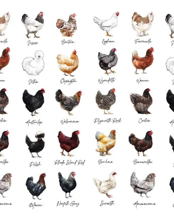 Chickens - Greeting Card