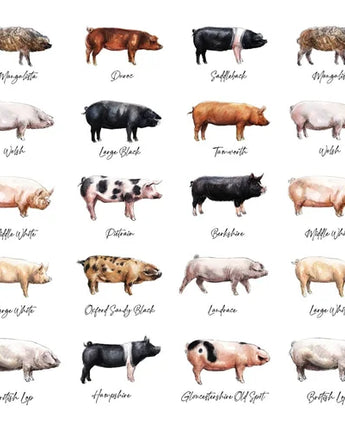 Pig - Greeting Card