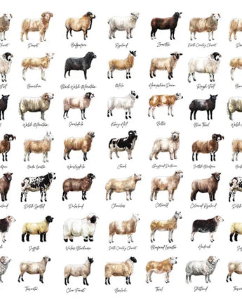 Sheep - Greeting Card